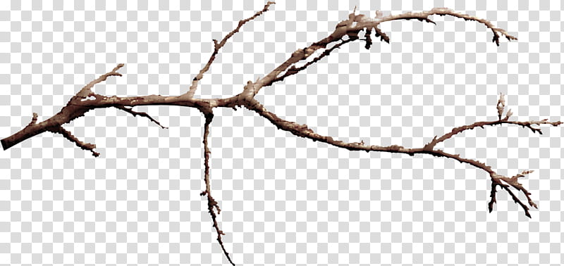 branch twig tree line plant transparent background PNG clipart