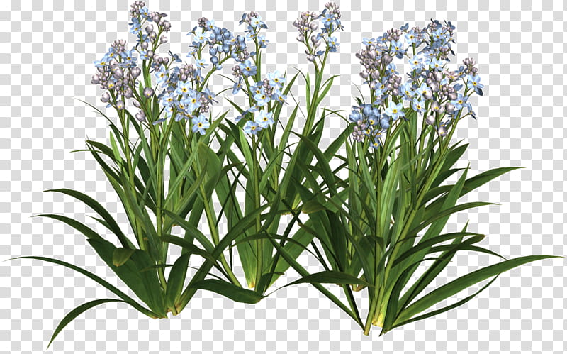 Rosemary, Flower, Plant, Grass, Tasmanian Flaxlily, Herb, Shrub, Tarragon transparent background PNG clipart