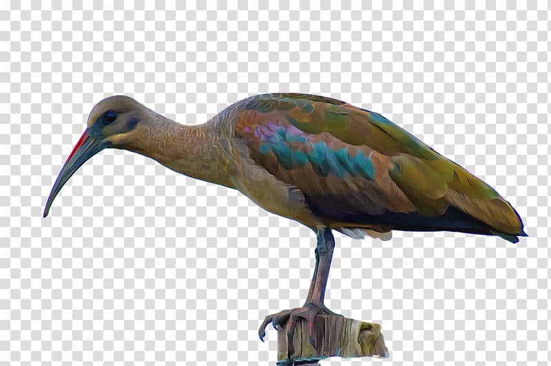 ibis crane birds stork beak, Bitterns, Yellowbilled Stork, Wader, Finches, Great Blue Heron, Gull, Great Egret transparent background PNG clipart