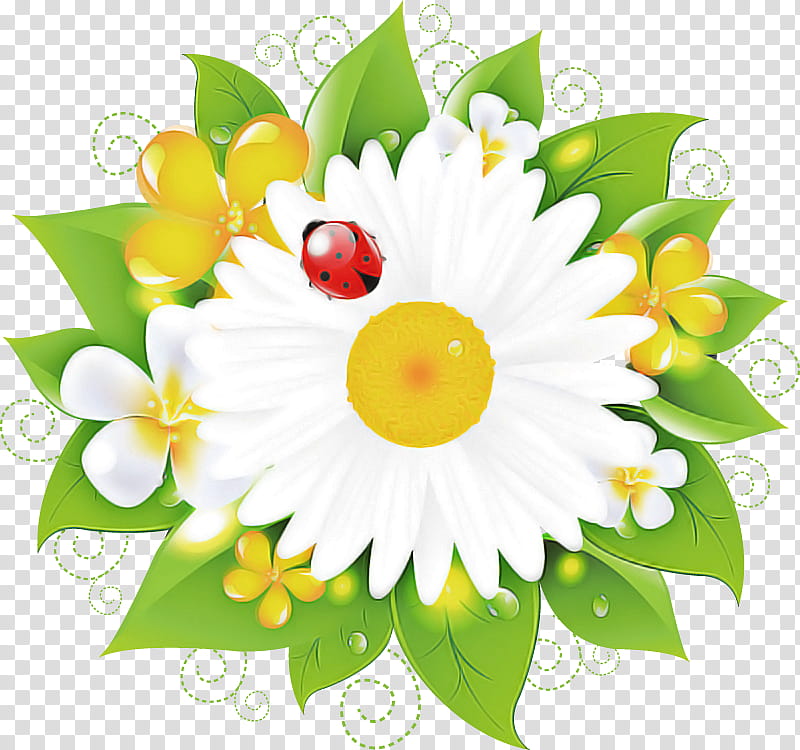 Marguerite gerbera daisy, Autumn Flower, Oxeye Daisy, Chamomile, Plants, Drawing, Floral Design, Ornamental Plant transparent background PNG clipart