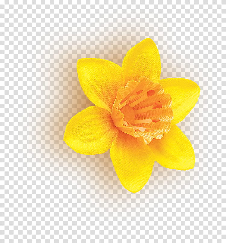 petal yellow flower plant narcissus, Amaryllis Family, Wildflower, Perennial Plant transparent background PNG clipart