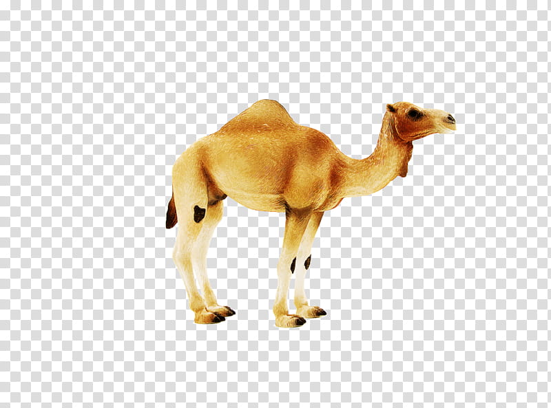 dromedary bactrian camel dog drawing snout, Camel Racing, Camelids, Cartoon, Camels transparent background PNG clipart