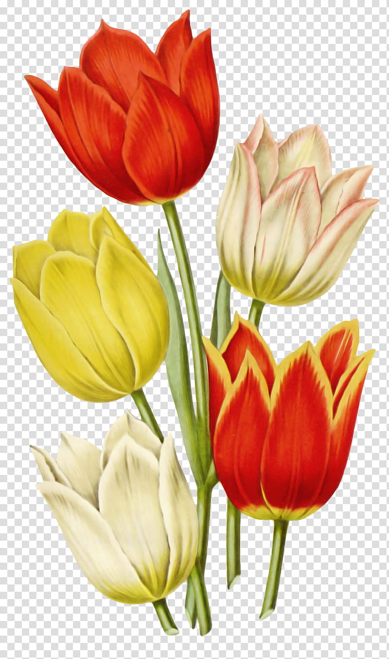 flower petal cut flowers tulip plant, Lady Tulip, Plant Stem, Tulipa Humilis, Lily Family, Bud, Still Life, Pedicel transparent background PNG clipart