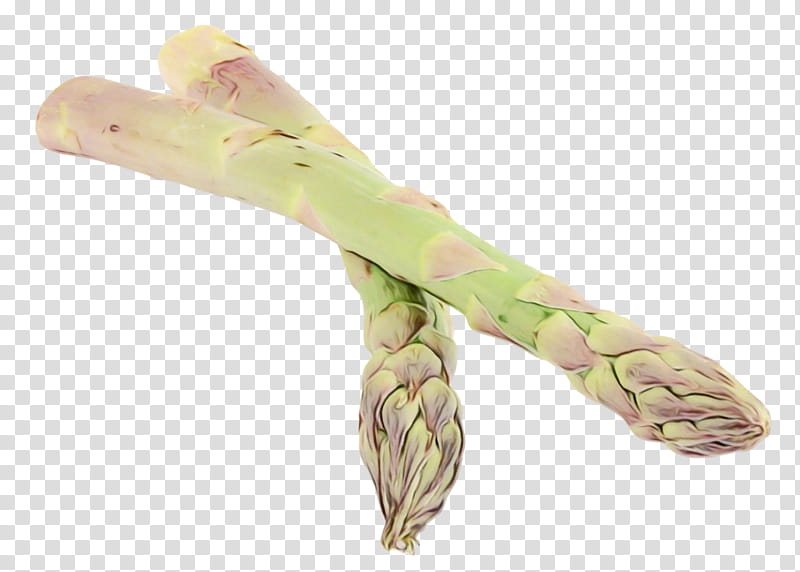 asparagus plant vegetable celtuce, Watercolor, Paint, Wet Ink transparent background PNG clipart
