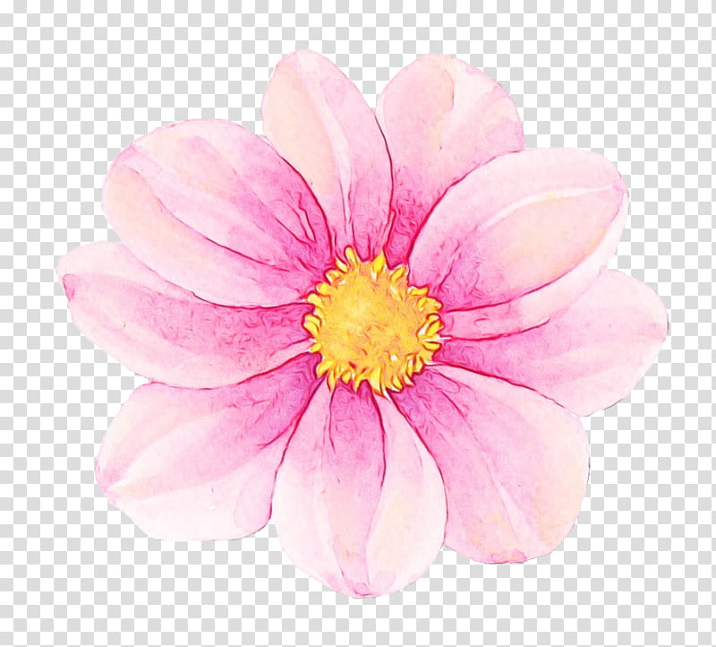 petal flower pink plant daisy family, Watercolor, Paint, Wet Ink, Gerbera, Wildflower, Cosmos, Perennial Plant transparent background PNG clipart