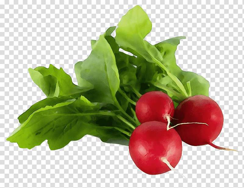 vegetable radish louis tellier n4197 radish peeler and decorator stainless steel fruit, Watercolor, Paint, Wet Ink, Cultivated Edible Plant, Smoothie, Cucumber transparent background PNG clipart