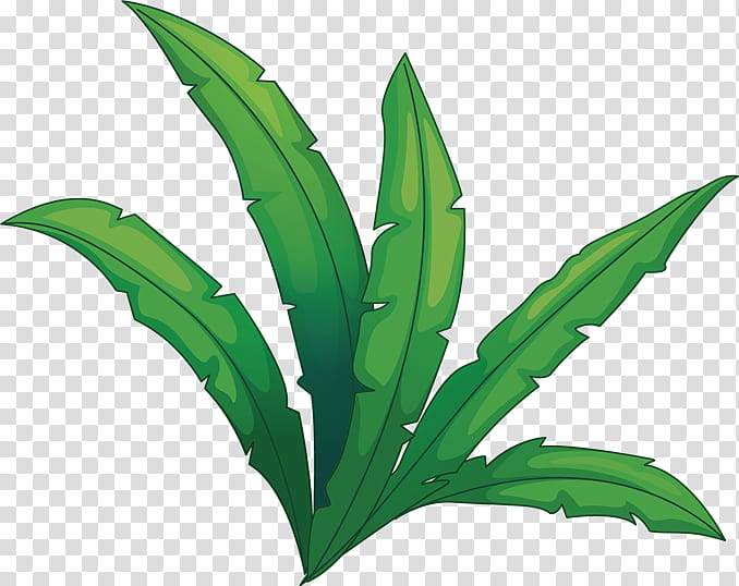 Lily Flower, Plants, Leaf, Blog, Green, Terrestrial Plant, Lily Of The Valley, Houseplant transparent background PNG clipart