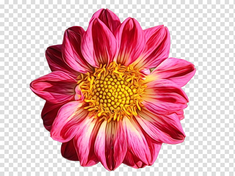 chrysanthemum flower dahlia pinnata african daisies ornamental plant, Watercolor, Paint, Wet Ink, Marigold, 10 Dahlia, Cut Flowers, Plants transparent background PNG clipart
