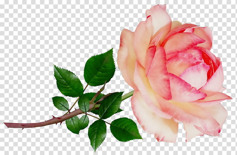 Garden roses, Watercolor, Paint, Wet Ink, Cabbage Rose, China Rose, Floribunda, Cut Flowers transparent background PNG clipart