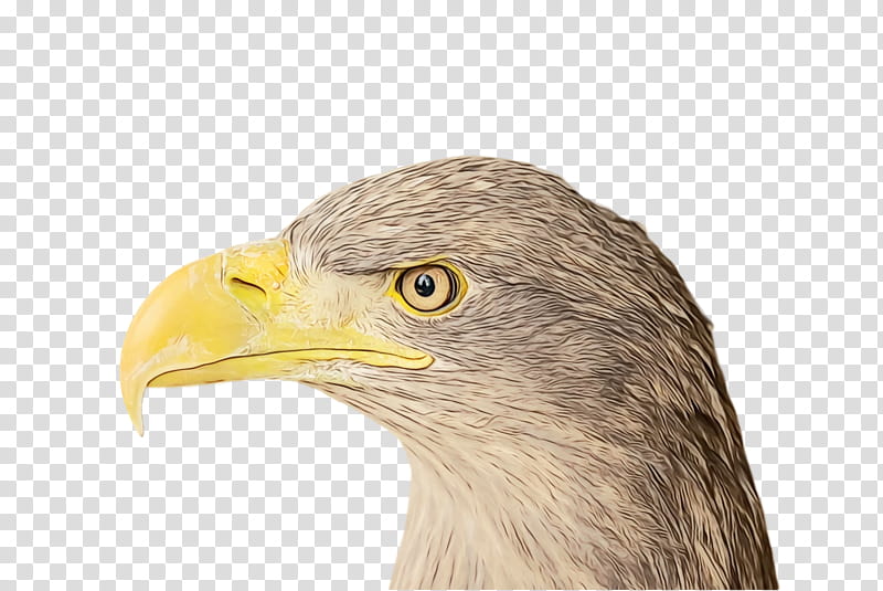 bald eagle beak eagle hair loss, Watercolor, Paint, Wet Ink transparent background PNG clipart