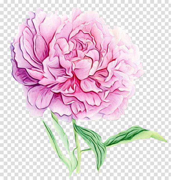Rose, Watercolor, Paint, Wet Ink, Flower, Pink, Common Peony, Plant transparent background PNG clipart
