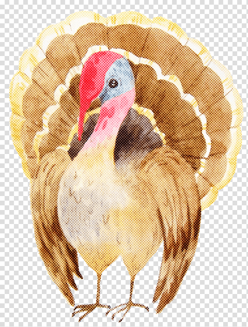 Thanksgiving, Domestic Turkey, Chicken, Birds, Beak, Water Bird, Time transparent background PNG clipart