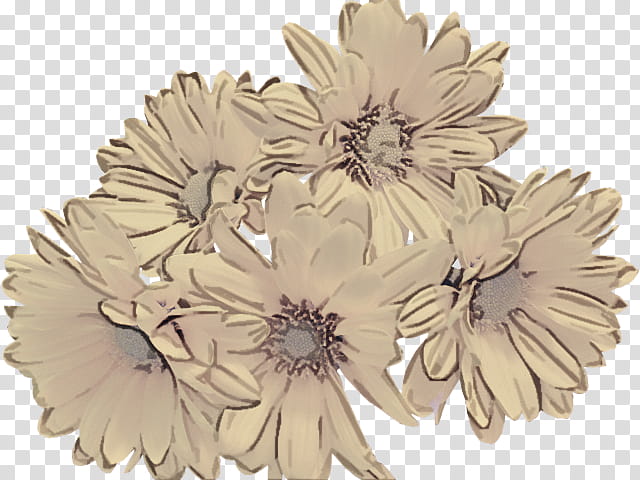 gerbera brooch flower plant leaf, Petal, Beige, Cut Flowers, Aster, Daisy Family, Metal transparent background PNG clipart