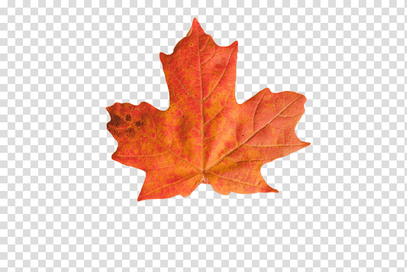 leaf maple leaf / m m-tree tree plants, Maple Leaf M, Mtree, Biology, Plant Structure, Science transparent background PNG clipart