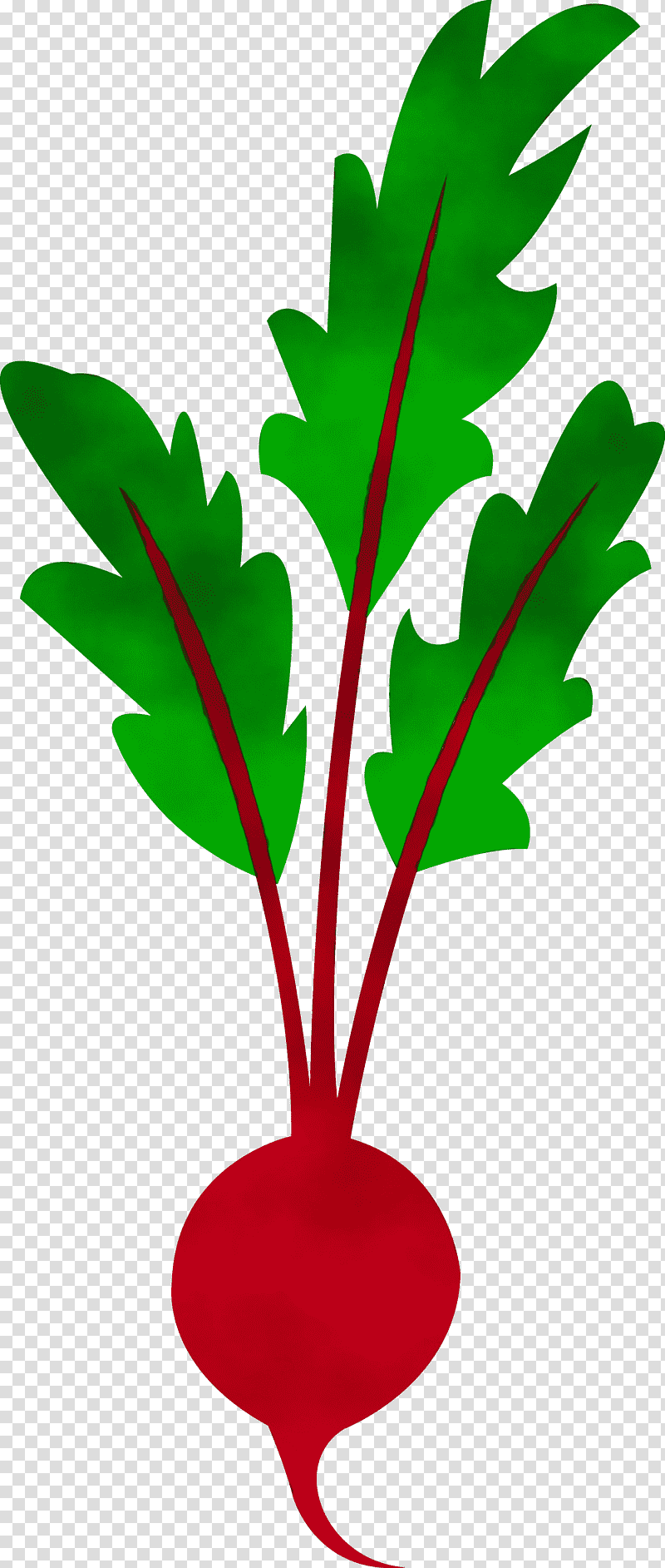 beetroot vegetable juice beetroot soup leaf vegetable, Watercolor, Paint, Wet Ink, Turnip transparent background PNG clipart