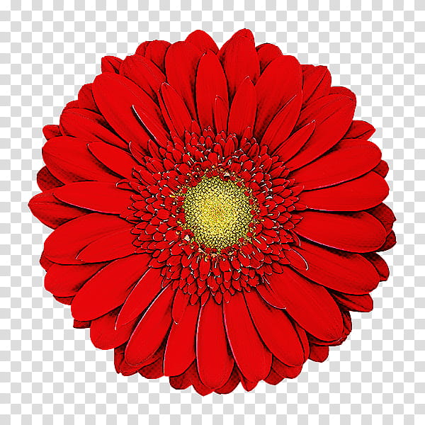 flower barberton daisy gerbera petal cut flowers, Red, Plant, Daisy Family, Asterales, Zinnia, Perennial Plant, Pollen transparent background PNG clipart