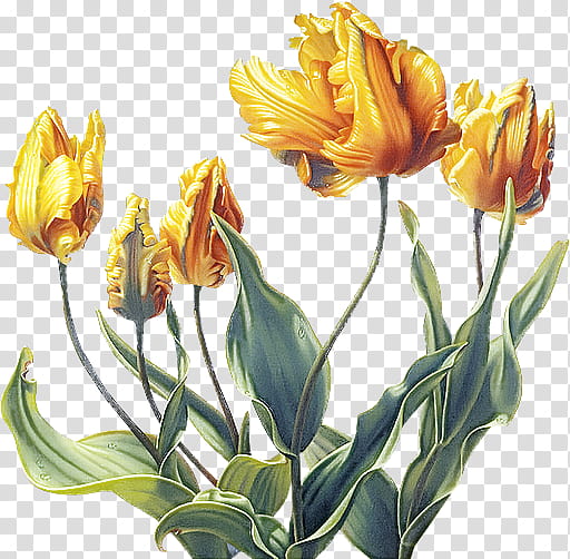 flower plant tulip yellow lily family, Cut Flowers, Petal, Plant Stem, Bud transparent background PNG clipart