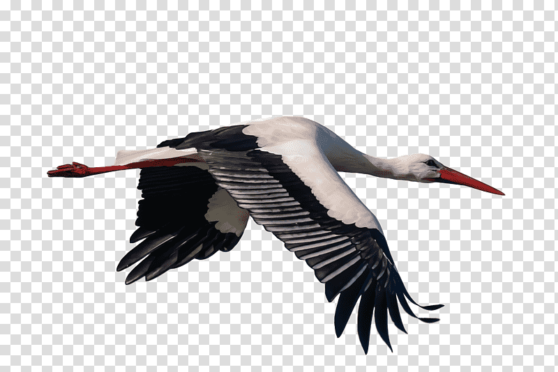 Feather, White Stork, Birds, Crane, Beak, Meter, Science transparent background PNG clipart