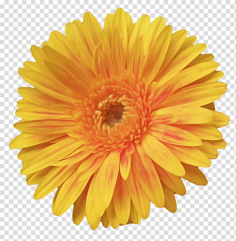 Artificial flower, Barberton Daisy, Gerbera, Yellow, English Marigold, Petal, Orange, Plant transparent background PNG clipart