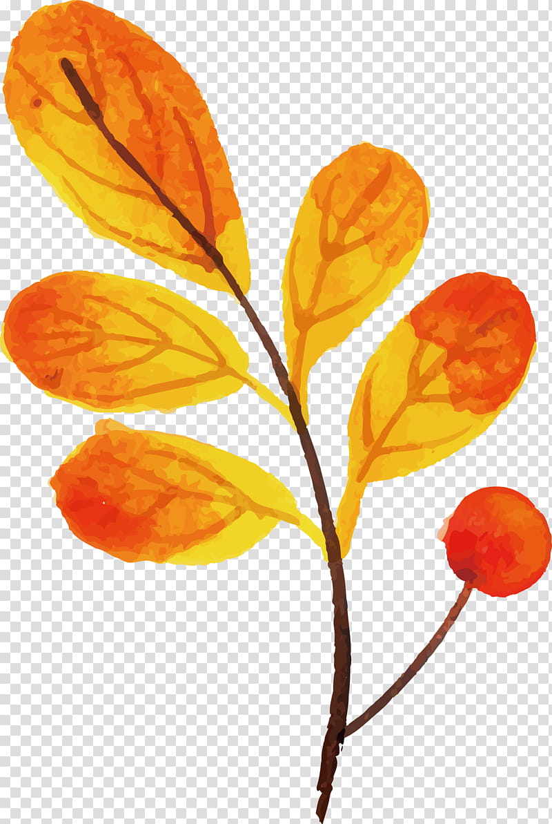 Autumn Leaf colorful leaf, Plant Stem, Petal, Plants, Plant Structure, Biology, Science transparent background PNG clipart