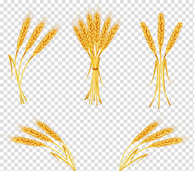 Wheat, Threshing Machine, Cereal, Grain, Royaltyfree, Bread, Crop, Straw transparent background PNG clipart