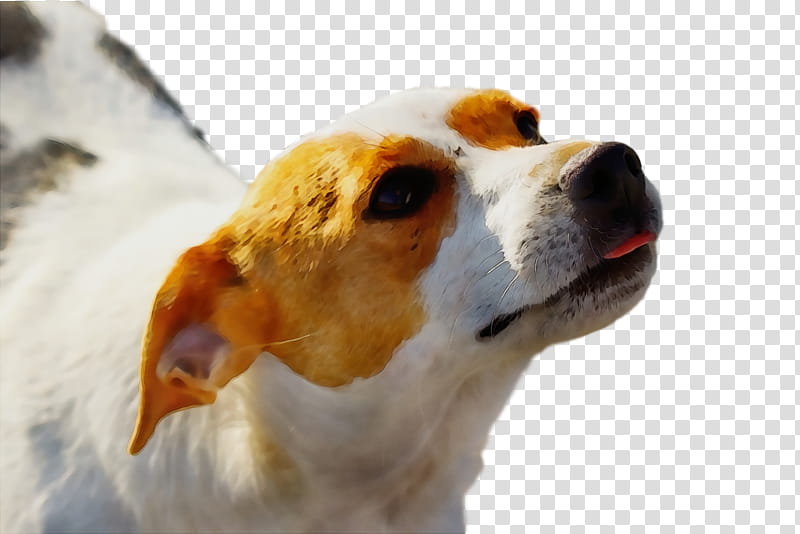 beagle english foxhound parson russell terrier jack russell terrier snout, Watercolor, Paint, Wet Ink, Companion Dog, Terrain, Mount Scenery, Breed transparent background PNG clipart