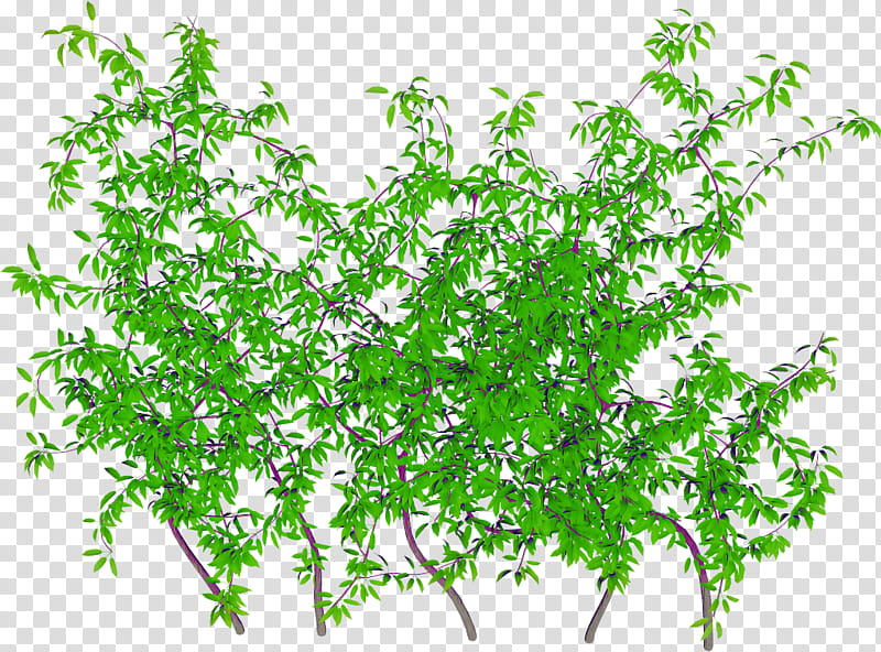 Ivy, Leaf, Branch, Plant Stem, Shrub, Lawn, Groundcover, Garden transparent background PNG clipart