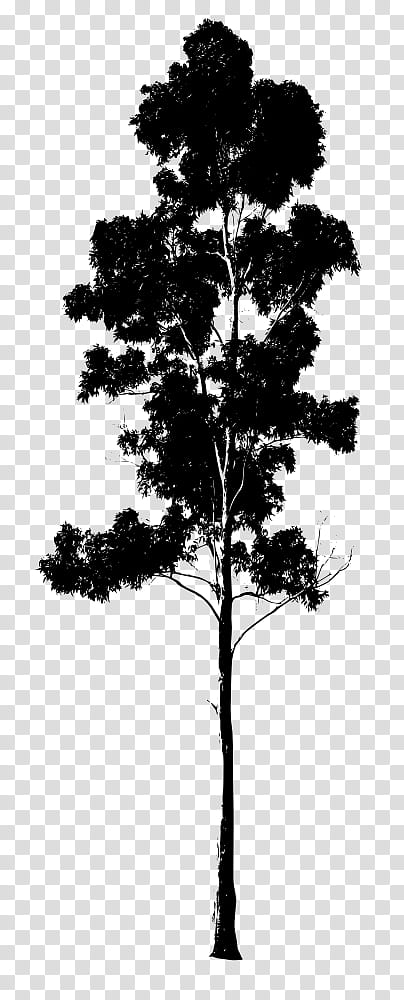Pine Tree Silhouette, Drawing, Gum Trees, Branch, Plant, Woody Plant, Leaf, Blackandwhite transparent background PNG clipart