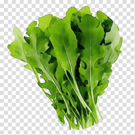 romaine lettuce leaf leaf vegetable lettuce rapini, Watercolor, Paint, Wet Ink, Spring Greens, Superfood, Spring transparent background PNG clipart