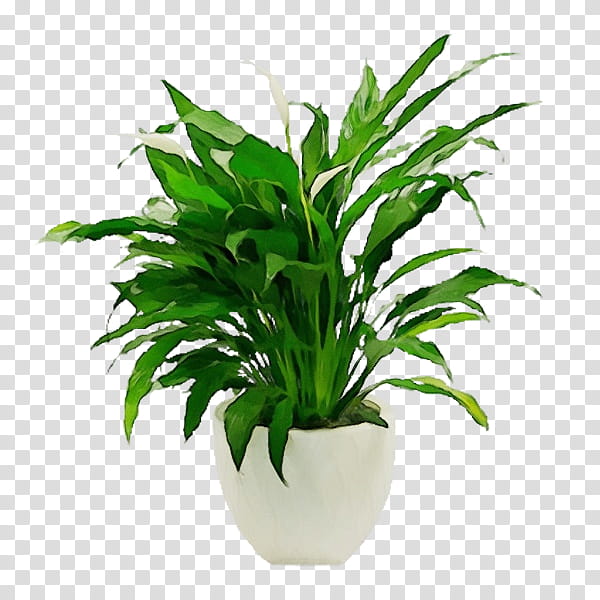 living room houseplant plant stem flowerpot bonsai, Watercolor, Paint, Wet Ink, Drawing Room, Floor, Leaf, Pianta Verde transparent background PNG clipart