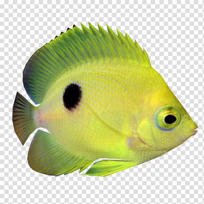 fish fish pomacanthidae holacanthus rock beauty, Pomacentridae, Butterflyfish, Bonyfish, Rayfinned Fish, Parrotfish transparent background PNG clipart