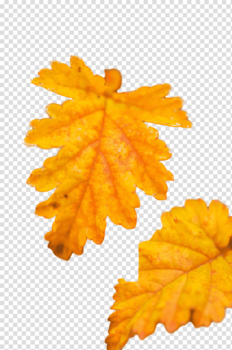 leaf maple leaf / m autumn m-tree tree, Maple Leaf M, Mtree, Biology, Science, Plant Structure, Plants transparent background PNG clipart