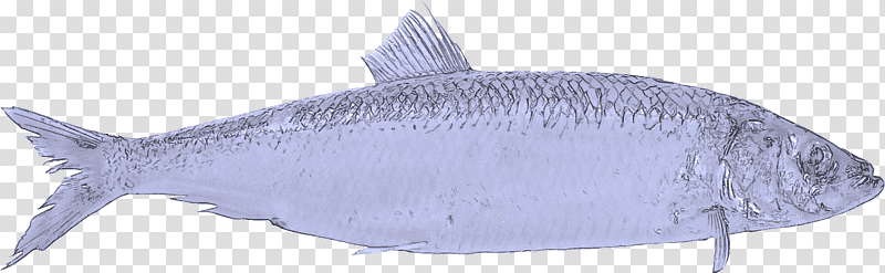 tiger shark oily fish sharks sardine milkfish, Meter, Animal Figurine, Microsoft Azure, Biology transparent background PNG clipart