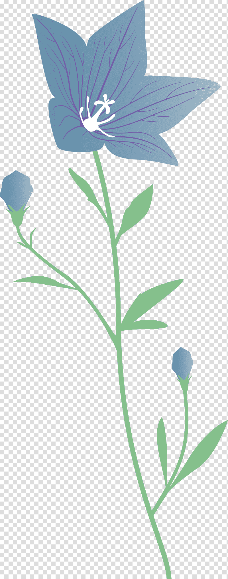 balloon flower, Bellflower Family, Plant Stem, Petal, Pollinator, Leaf, Lilac transparent background PNG clipart