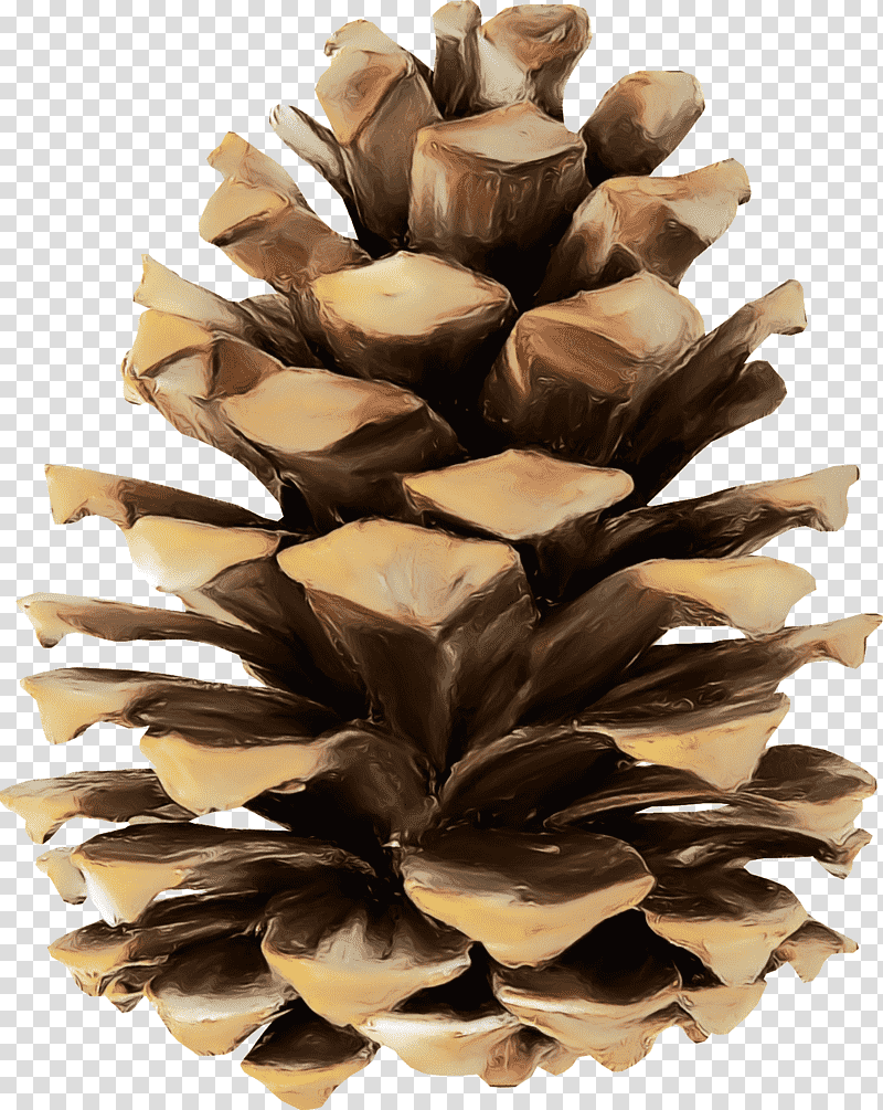 conifer cone pine wood tree /m/083vt, Watercolor, Paint, Wet Ink, M083vt, Conifers transparent background PNG clipart