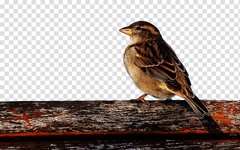 bird, Sparrow, House Sparrow, Beak, Emberizidae, Finch, Songbird, Perching Bird transparent background PNG clipart