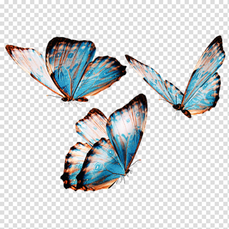 Butterfly, Menelaus Blue Morpho, Holly Blue, Insect, Godarts Morpho, Tajuria Cippus, Moth, Gossamerwinged Butterflies transparent background PNG clipart
