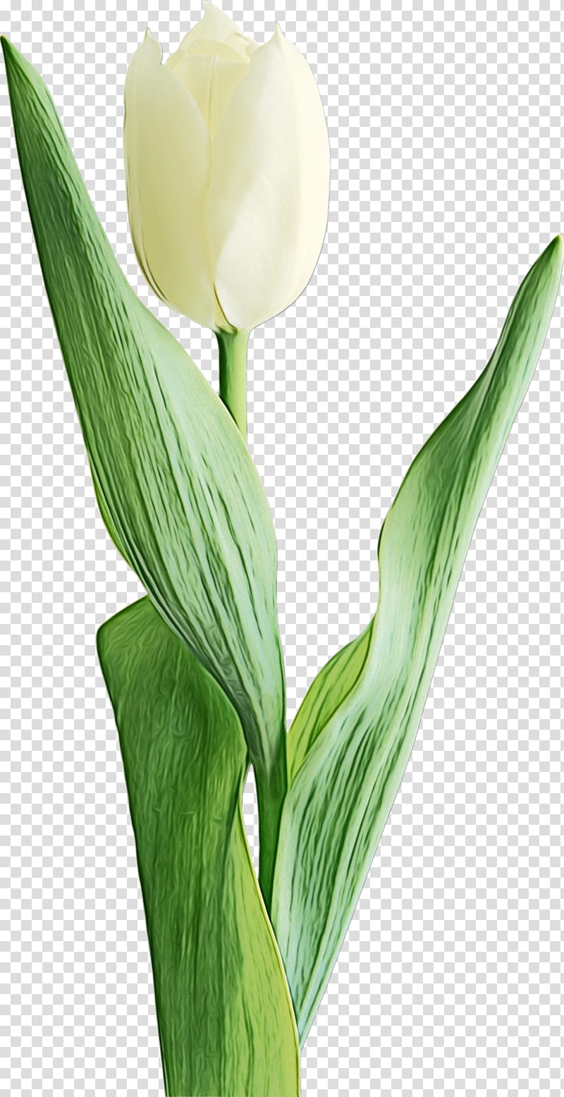 flower plant tulip petal lily of the valley, Watercolor, Paint, Wet Ink, Plant Stem, Cut Flowers, Arum Family, Lily Family transparent background PNG clipart