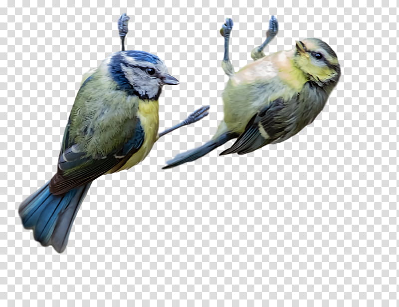 finches parakeet beak chickadee transparent background PNG clipart