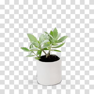 maissi Ø9 cm flowerpot plantagen houseplant, Watercolor, Paint, Wet Ink, Maize, Plants, Seedling, Tree transparent background PNG clipart thumbnail