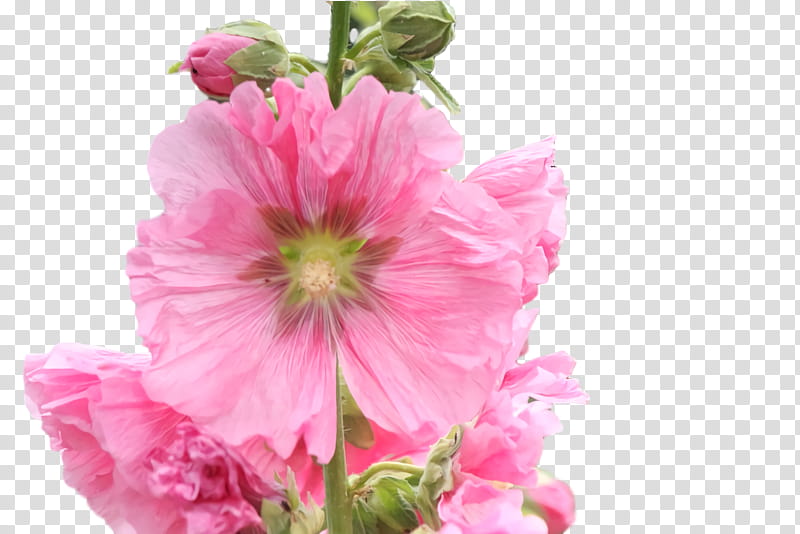 annual plant cut flowers herbaceous plant hollyhock plants, Petal, Family, Hollyhocks, Pnk, Science, Childrens Film, Biology transparent background PNG clipart