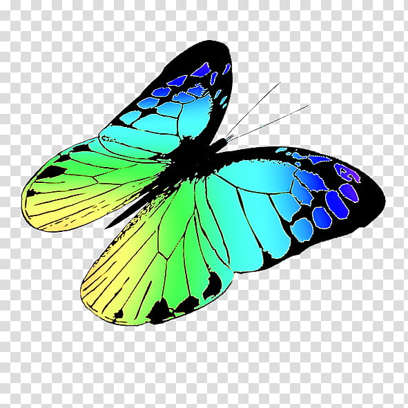 Monarch butterfly, Brushfooted Butterflies, Pieridae, Symmetry, Microsoft Azure, Tiger Milkweed Butterflies transparent background PNG clipart
