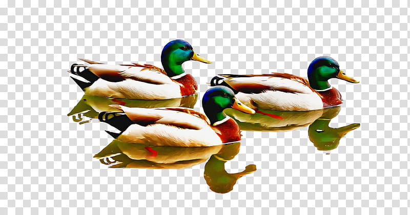 mallard duck birds yellow-billed duck drawing, Yellowbilled Duck, Cartoon, Beak, Silhouette, Rubber Duck, Macaw transparent background PNG clipart