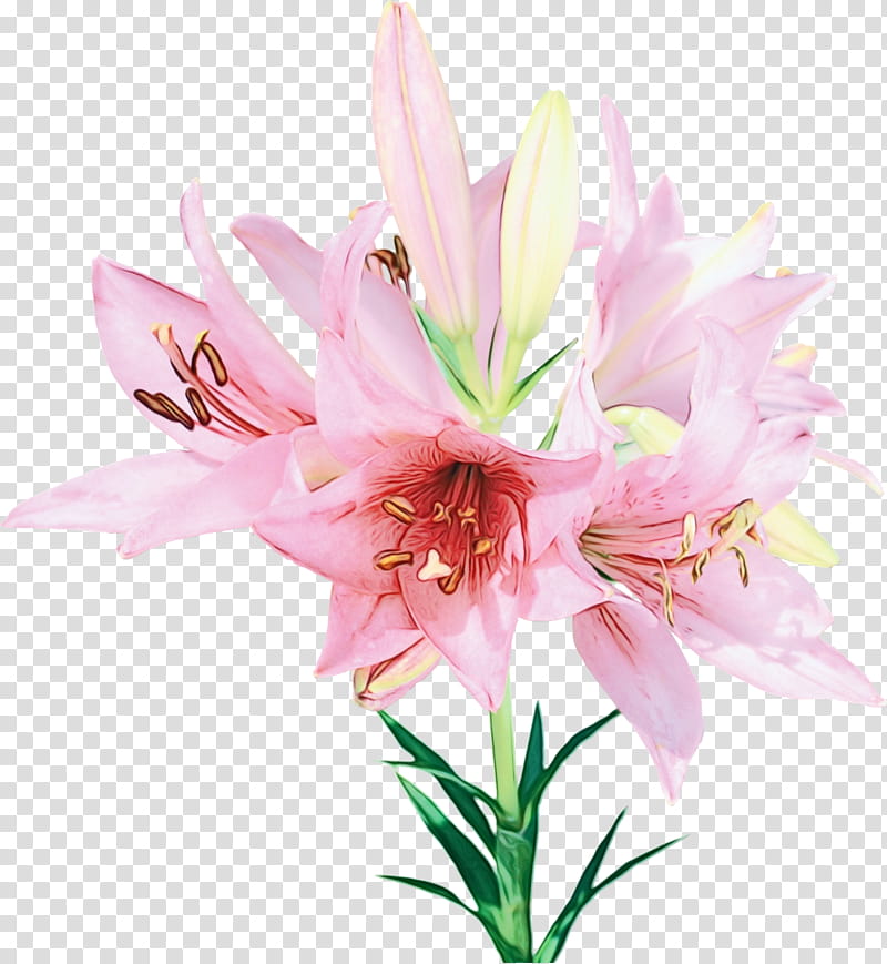 flower lily plant pink petal, Watercolor, Paint, Wet Ink, Amaryllis Belladonna, Cut Flowers, Stargazer Lily, Lily Family transparent background PNG clipart