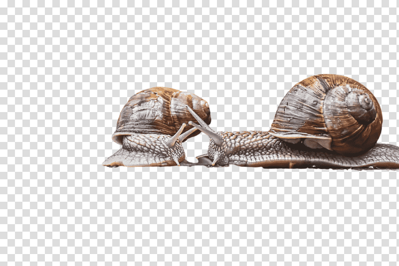 gastropods snail slug mollusca transparent background PNG clipart