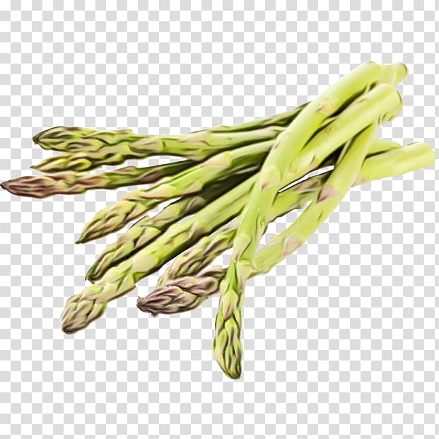 asparagus plant vegetable food prussian asparagus, Watercolor, Paint, Wet Ink transparent background PNG clipart