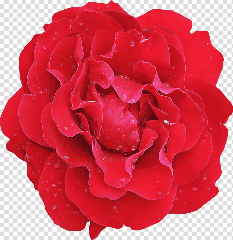 Garden roses, Cut Flowers, Rose Family, Cabbage Rose, Floribunda, Petal, Peony transparent background PNG clipart