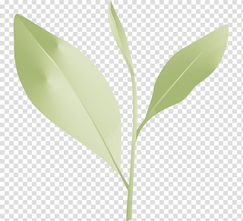 tea leaves leaf spring, Spring
, Flower, Plant, Plant Stem, Eucalyptus, Solomons Seal transparent background PNG clipart