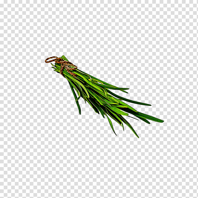 Flower garden, Plant Stem, Lawn, Grasses, Herbaceous Plant, Welsh Onion, Grass Greengrass, Fence transparent background PNG clipart