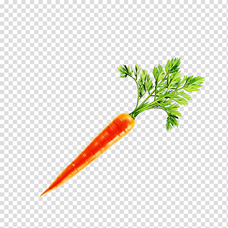 Parsley, Carrot, Vegetable, Baby Carrot, Root Vegetable, Wild Carrot, Food, Plant transparent background PNG clipart